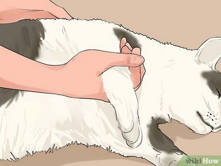 Как да се разцепват счупен крак котка