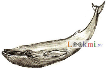 Как да се направи кит, кит етапа на изтегляне молив