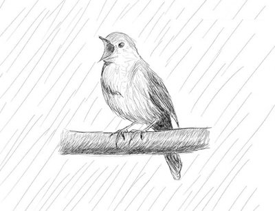 Как да се направи птица молив етапи - снимки и рисунки на вашия работен плот безплатно