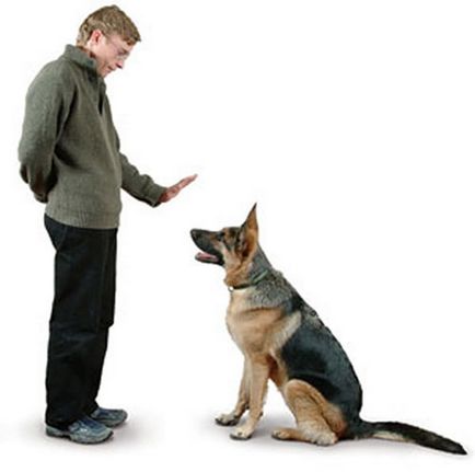 Как да се научи кучето си команди