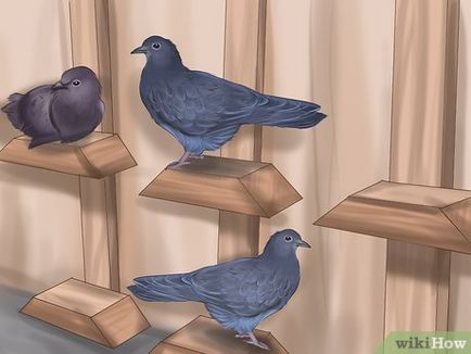 Как да се обучават гълъб