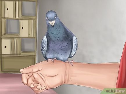 Как да се обучават гълъб