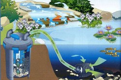 Как да се почисти езерце на лятна резиденция на тиня и водорасли с ръцете си (видео)