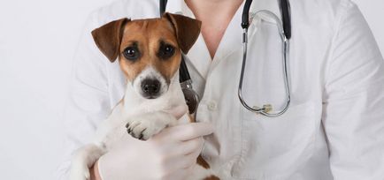 Как да се идентифицират и лечение на кератит при кучета, за очно заболяване
