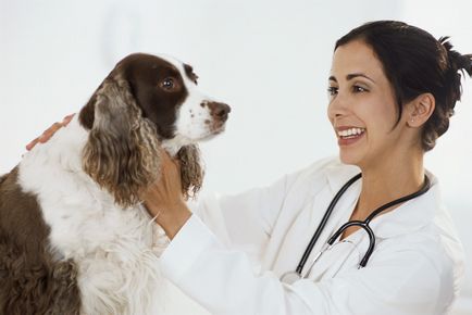 Как да се идентифицират и лечение на кератит при кучета, за очно заболяване