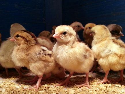 Как да се разграничи от женски мъжки пилета, еднодневни пилета