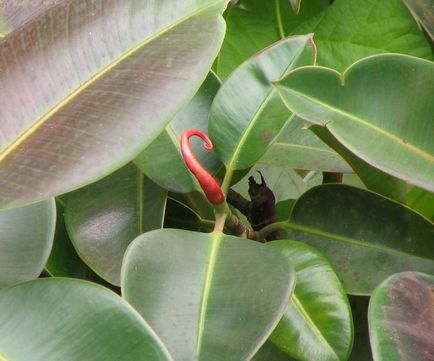 Как да се обърне на фикус (отглеждане) Как да се обърне Ficus