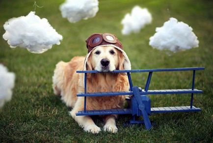 Как да се транспортира куче в правилата за самолетни, документи, подготовка