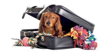 Как да се транспортира куче в правилата за самолетни, документи, подготовка