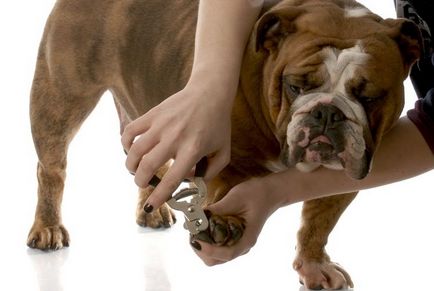 Как да се намали вашите нокти на куче у дома си, как да се намали