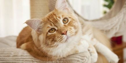 Как да се намали вашата котка сам в дома си и как да се успокоят преди срязване