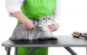 Как да се намали вашата котка у дома да се обръсне, нарязани с ножица или машина, която е по-добре