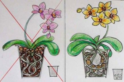 Как да се засадят орхидея в саксия