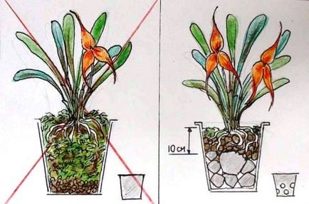 Как да се засадят орхидея в саксия