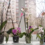 Как да се засадят орхидея в саксия у дома