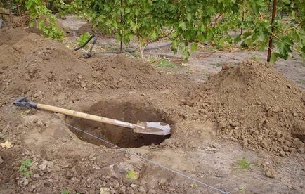 Как да се засадят есен френско грозде разсад и резници в условията, изискванията на правилата за