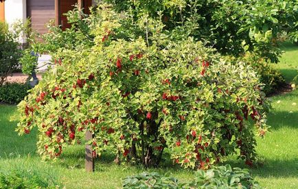 Как да се засадят есен френско грозде разсад и резници в условията, изискванията на правилата за