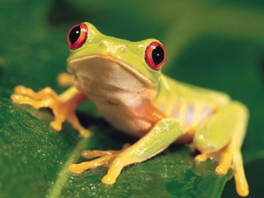 Както пее жаби - zooterritoriya
