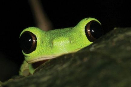 Както пее жаби - zooterritoriya