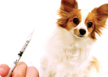 Как трябва да се ваксинира куче ваксинация 6 основни правила - 5 май 2016 - здраво куче