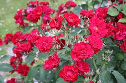 Как да се засадят рози в открит терен през пролетта, в цветна леха ()
