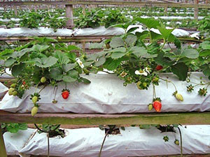 Как да расте ягоди под формата на торбички