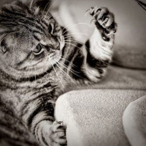 Как да привикнат котката на надраскване пост и да помогне на котето да се научат да скреч нокти, как да направите сами