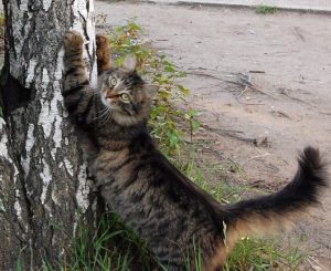Как да привикнат котката на надраскване пост и да помогне на котето да се научат да скреч нокти, как да направите сами