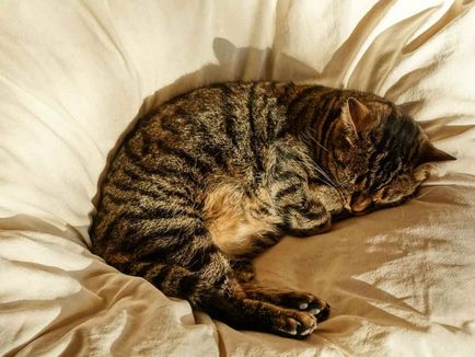 Как да научим котка да спи със собственика