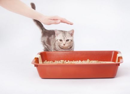 Как да научим котка да ходи в тавата, ако той отива на друго място (да отида) Как да научим котка да ходи в тавата, ако той отива на друго място
