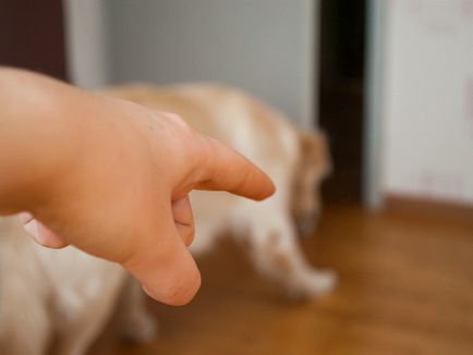 Как да научим кученце и възрастни кучета с поднос