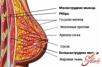 Както растат гърди