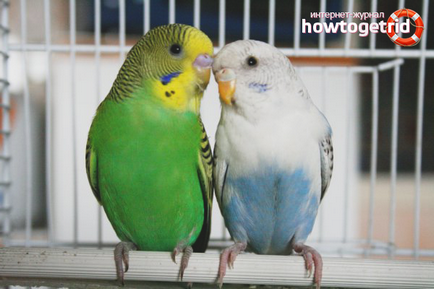 Как да се размножават папагалчетата в дома 1