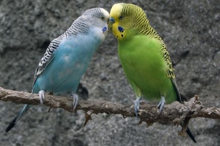 Как да се размножават папагалчета у дома