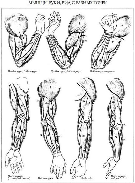 Как да се направи ръка структура на ръцете и дланите
