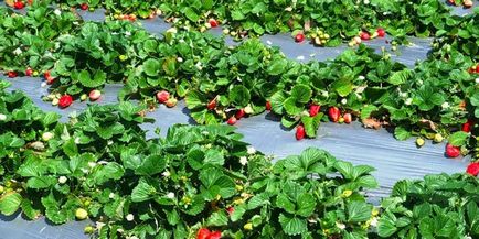 Как да се засадят ягоди, как да се грижите правилно за ягоди