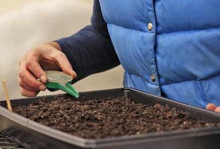 Как да се засадят разсад праз от семената преди засаждане на открито място