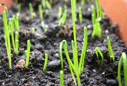 Как да се засадят разсад праз от семената преди засаждане на открито място