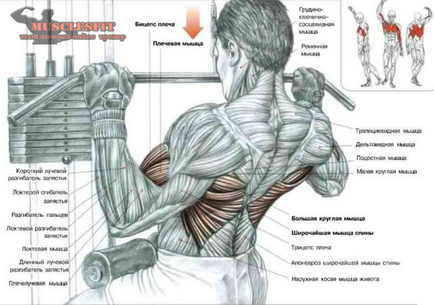 Как се прави на гърба на по-широк или тайната на широкия гръб, musclesfit