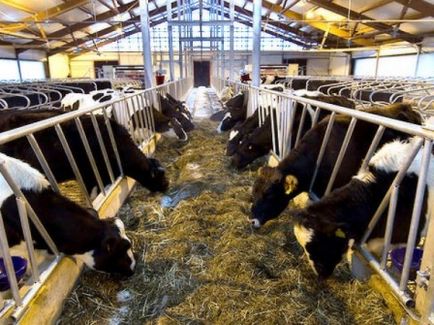 Как да си направим една сергия за крави в страната