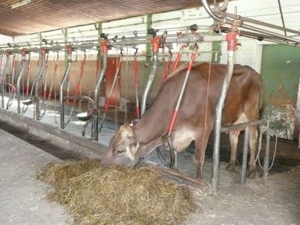 Как да си направим една сергия за крави в страната