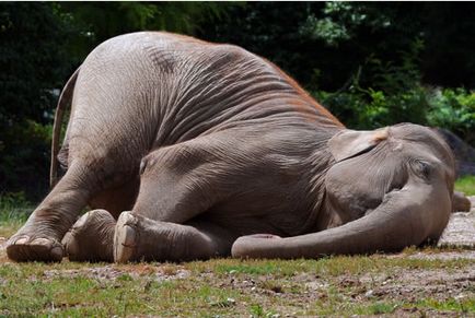Както спи слонове отговорят тук!