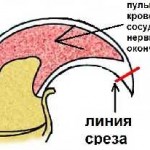 Как да се намали котка у дома, пишеща машина, ножици, снимка и видео Машинки за котки и котки под