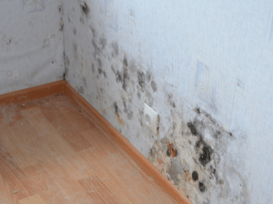 Как да премахнете черен мухъл от стените на къщата