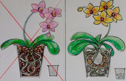 Как да се грижим за съвети орхидея производителите