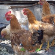Как да се излюпват пиленца фото и видео преглед