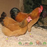 Как да се излюпват пиленца фото и видео преглед
