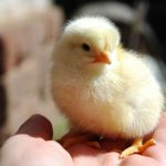 Как да се излюпят пилета у дома подробно описание на раждането на една малка мацка