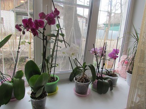 Как да растат орхидеи в домашни препоръки за грижи за растенията