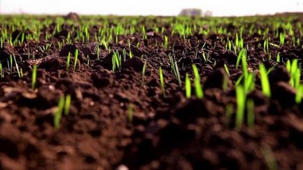 Как да расте пшеница - засаждане и грижи за зърно, прибирането